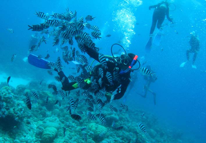 Reef_Diving